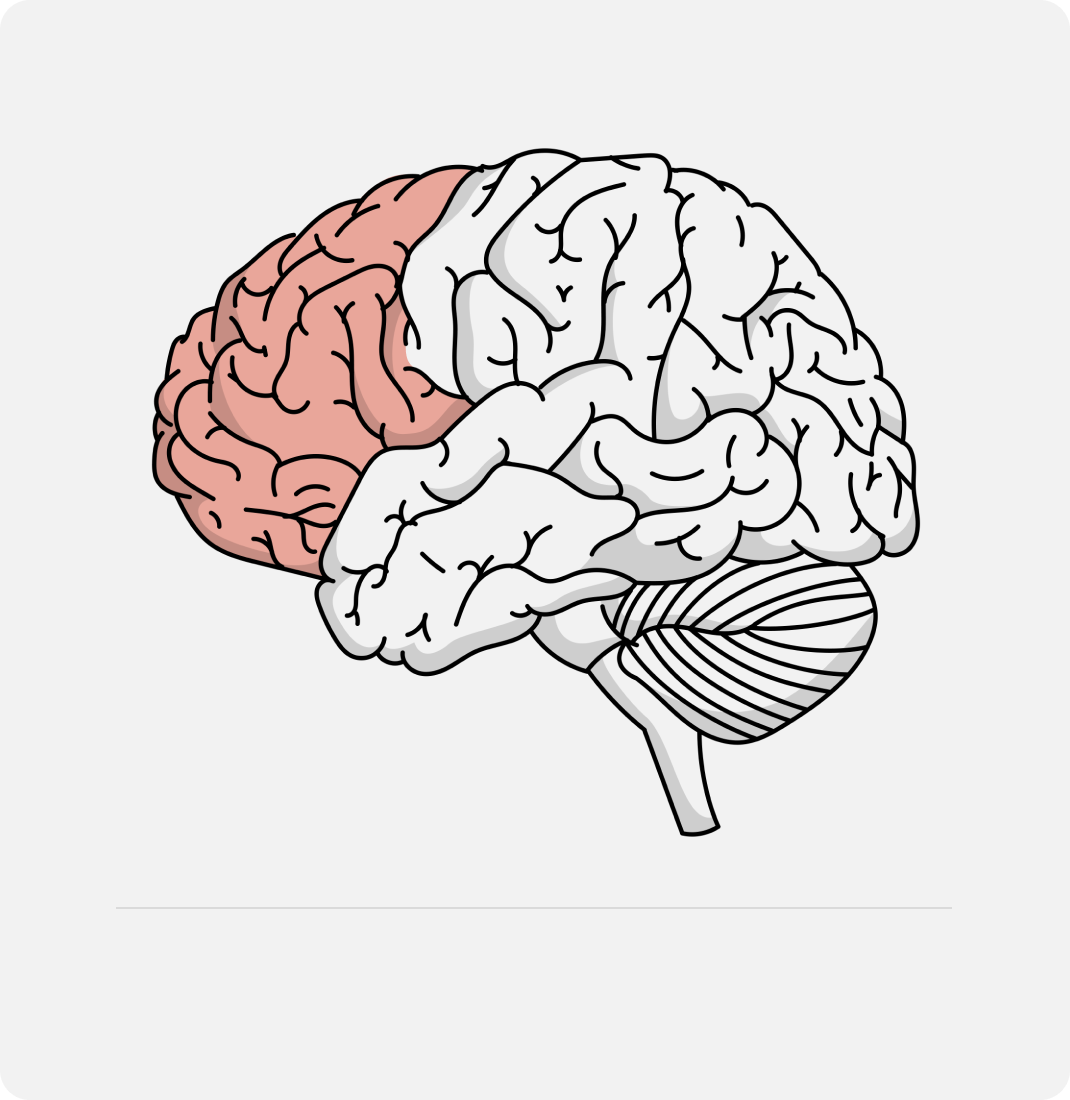 Frontal lobe